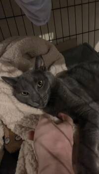 Stormy -  Domestic Short Hair Cat for Adoption in West Deptford, New Jersey - Stormy | PetCurious