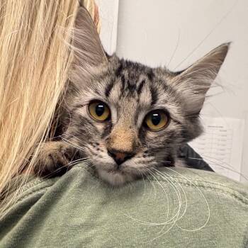 Lexa -  Domestic Short Hair Cat for Adoption in Abilene, Texas - Lexa | PetCurious