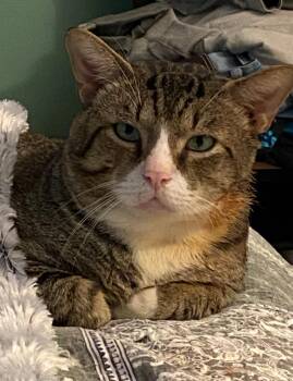 Rescue Domestic Short Hair Cats for Adoption in Richmond, Virginia - Buddy | PetCurious