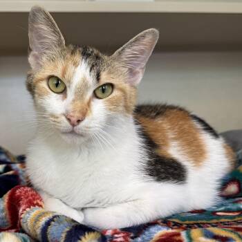 Domestic Short Hair Cats Available for Adoption in Eatontown, New Jersey - Puddin
