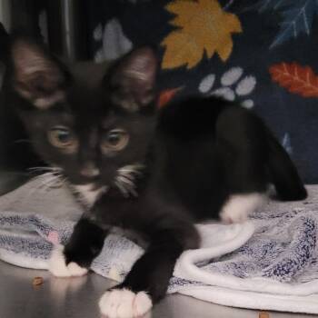 Corwin -  Domestic Short Hair Cat Available for Adoption in Las Vegas, Nevada - Corwin | PetCurious