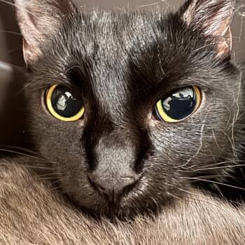 Shelby -  Domestic Short Hair Cat for Adoption in Lynchburg, Virginia - Shelby | PetCurious