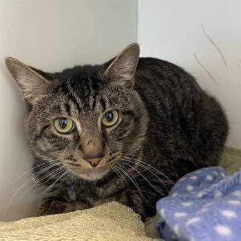 LANCE -  Domestic Short Hair Cat for Adoption in Methuen, Massachusetts - LANCE | PetCurious