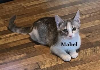 Mabel -  Domestic Short Hair and Calico Cat for Adoption in Morehead, Kentucky - Mabel | PetCurious