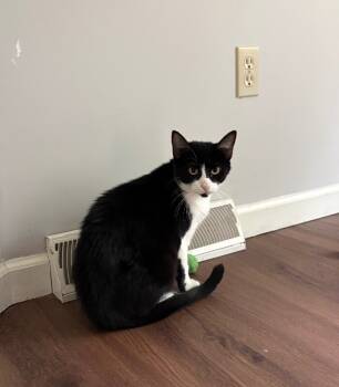 Rescue Domestic Short Hair Cats for Adoption - Oreo | PetCurious
