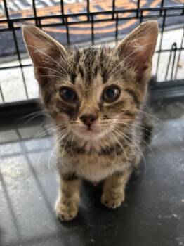 Jay -  Domestic Short Hair Cat for Adoption in Hartford City, Indiana - Jay | PetCurious