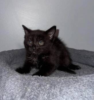 Kit -  Domestic Medium Hair and Extra Toes Cat Hemingway Polydactyl Cat for Adoption in Poplar Grove, Illinois - Kit | PetCurious