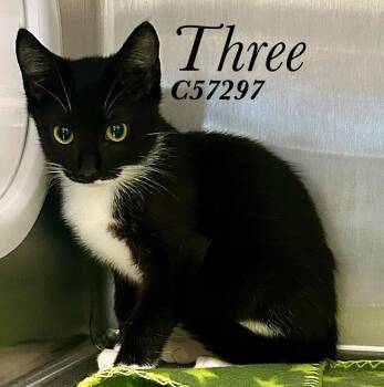 Three -  Domestic Medium Hair Cat for Adoption in Clarksville, Tennessee - Three | PetCurious