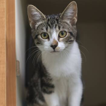 Rescue Domestic Short Hair Cats for Adoption in Los Angeles, California - Vernita Green | PetCurious