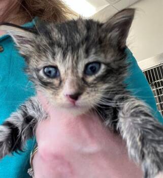 LIAM -  Domestic Short Hair Cat for Adoption in Houston, Texas - LIAM | PetCurious