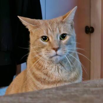 Stewie -  Domestic Short Hair Cat for Adoption in Clifton, New Jersey - Stewie | PetCurious