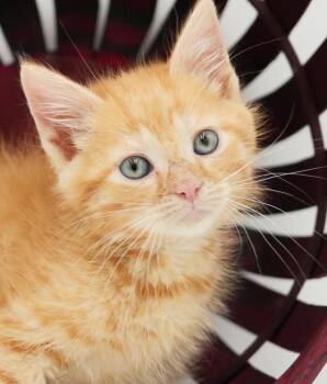 Mango is a mush FLOOFY wonderfulness -  Tabby and Maine Coon Cat for Adoption in Bedford Hills, New York - Mango Is A Mush FLOOFY Wonderfulness | PetCurious