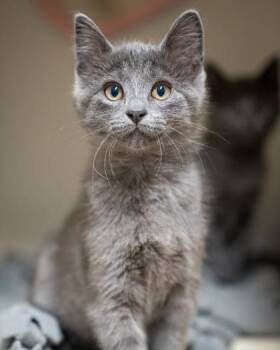 Sid -  Domestic Medium Hair and Domestic Short Hair Cat for Adoption in Pequot Lakes, Minnesota - Sid | PetCurious