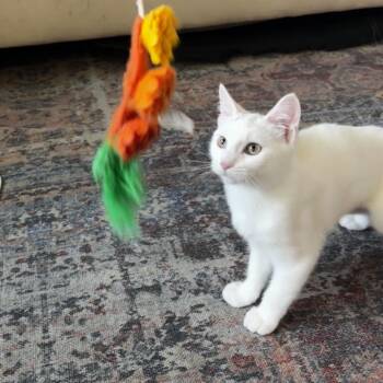 Bank -  Domestic Short Hair Cat for Adoption in Fort Collins, Colorado - Bank | PetCurious