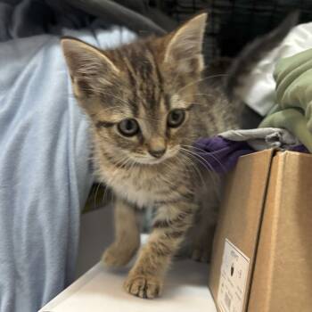 Rescue Domestic Short Hair Cats for Adoption in Fairfax Station, Virginia - Lyra | PetCurious