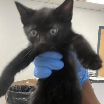 amore -  Domestic Short Hair Cat for Adoption in Philadelphia, Pennsylvania - Amore | PetCurious