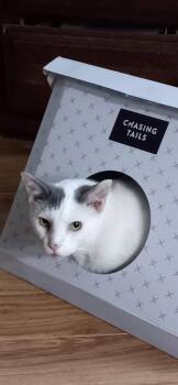 Domestic Short Hair and Turkish Van Cats Available for Adoption in Algood, Tennessee - Snickers | PetCurious