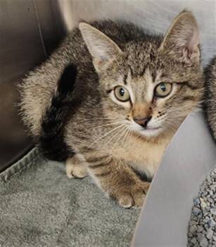 Domestic Short Hair Cats Available for Adoption in Fort Lauderdale, Florida - SUMMER | PetCurious