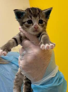 Quinn -  Domestic Short Hair Cat for Adoption in Raleigh, North Carolina - Quinn | PetCurious