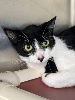 Meowtini -  Domestic Short Hair Cat for Adoption in Elmira, New York - Meowtini | PetCurious