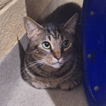 Rescue Domestic Short Hair Cats for Adoption in West Palm Beach, Florida - Marbles | PetCurious