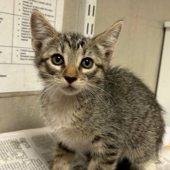 Beanie -  Domestic Short Hair Cat for Adoption in Yuma, Arizona - Beanie | PetCurious