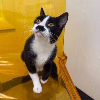 Nyx -  Domestic Short Hair Cat for Adoption in Tulsa, Oklahoma - Nyx | PetCurious