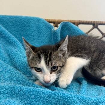 Waffles -  Domestic Short Hair Cat for Adoption in Houston, Texas - Waffles | PetCurious