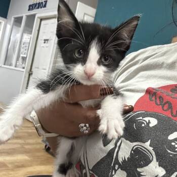 Tikicat -  Domestic Short Hair Cat for Adoption in Leander, Texas - Tikicat | PetCurious