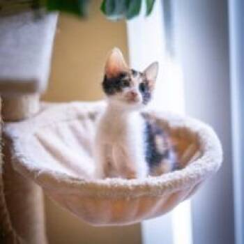 Emery -  Domestic Long Hair Cat for Adoption in West Palm Beach, Florida - Emery | PetCurious
