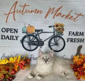 Domestic Short Hair Cats Available for Adoption - Cocktail Crew - PIÑA COLADA | PetCurious