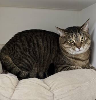 Zara -  Domestic Short Hair Cat for Adoption in Warwick, Rhode Island - Zara | PetCurious