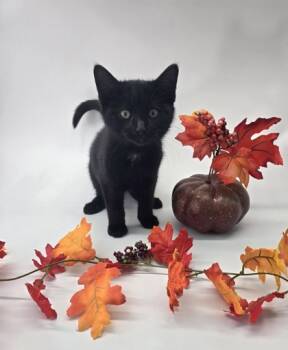 Rescue Domestic Short Hair Cats for Adoption in Morton Grove, Illinois - Lyric | PetCurious