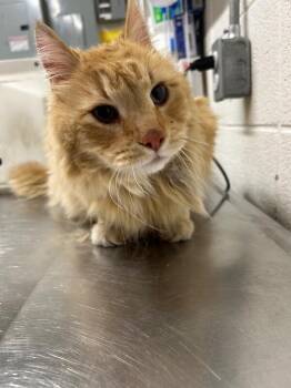 Maine Coon Cats Available for Adoption - Aslan | PetCurious