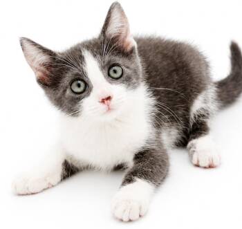 Jenna will wiggle and snuggle her way right to your heart -  Russian Blue and Turkish Van Cat for Adoption in Bedford Hills, New York - Jenna Will Wiggle And Snuggle Her Way Right To Your Heart | PetCurious
