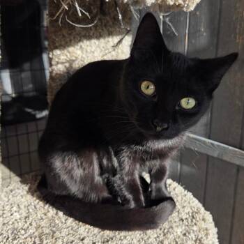 Trumpet -  Domestic Short Hair Cat Available for Adoption in Priest River, Idaho - Trumpet | PetCurious