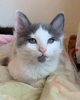 Rescue Domestic Medium Hair Cats for Adoption in San Antonio, Texas - Piper | PetCurious