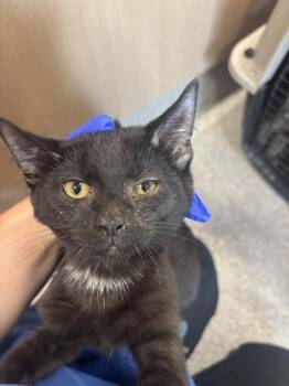 A801259 -  Domestic Short Hair Cat for Adoption in Louisville, Kentucky - A801259 | PetCurious