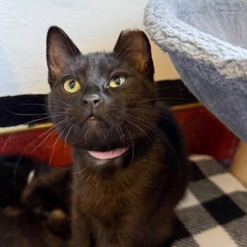 Annabel Lee -  Domestic Short Hair Cat for Adoption in Los Angeles, California - Annabel Lee | PetCurious