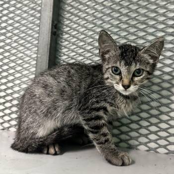 Domestic Short Hair Cats Available for Adoption in Guaynabo, Guaynabo - Summer | PetCurious