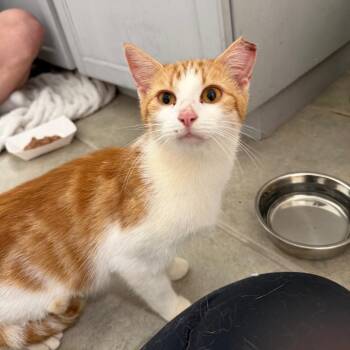 Ally -  Domestic Short Hair Cat for Adoption in Chattanooga, Tennessee - Ally | PetCurious