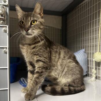 Bola -  Domestic Short Hair Cat for Adoption in Blue Ridge, Georgia - Bola | PetCurious