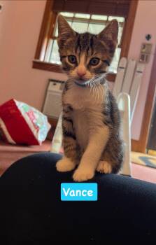 Vance -  Tabby and Domestic Short Hair Cat for Adoption in Yardley, Pennsylvania - Vance | PetCurious