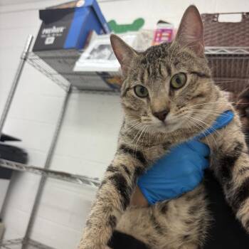Domestic Short Hair Cats Available for Adoption in Edinburg, Texas - Zinc | PetCurious