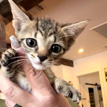 April -  Domestic Short Hair Cat for Adoption in San Antonio, Texas - April | PetCurious
