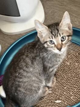 Rescue Domestic Short Hair Cats for Adoption in Battle Creek, Michigan - Prince | PetCurious