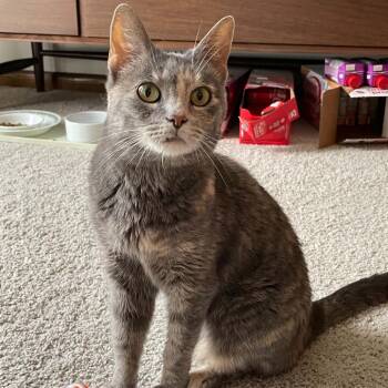 Tinker C70147 -  American Shorthair Cat for Adoption in Minnetonka, Minnesota - Tinker C70147 | PetCurious