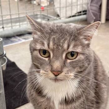 Gracie -  Domestic Short Hair Cat for Adoption in Taos, New Mexico - Gracie | PetCurious