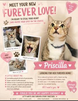 Priscilla -  Domestic Short Hair Cat for Adoption in Beaufort, South Carolina - Priscilla | PetCurious