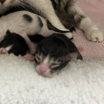 Pierogi -  Domestic Medium Hair Cat for Adoption in Sonoma, California - Pierogi | PetCurious
